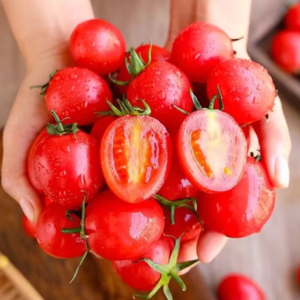 Potted Dwarf Tomato Seeds