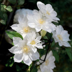 Clematis Seeds-The Queen of Climbing Vines