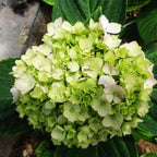 Hydrangea Seed - Unlock Nature's Beauty