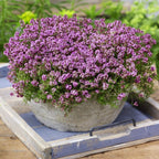 Creeping Thyme Seeds for Four Seasons