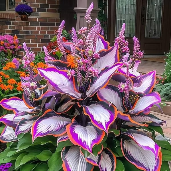 Premium Rare Hosta Seeds-Shade-Tolerant Plant