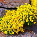 Creeping Thyme Seeds for Four Seasons