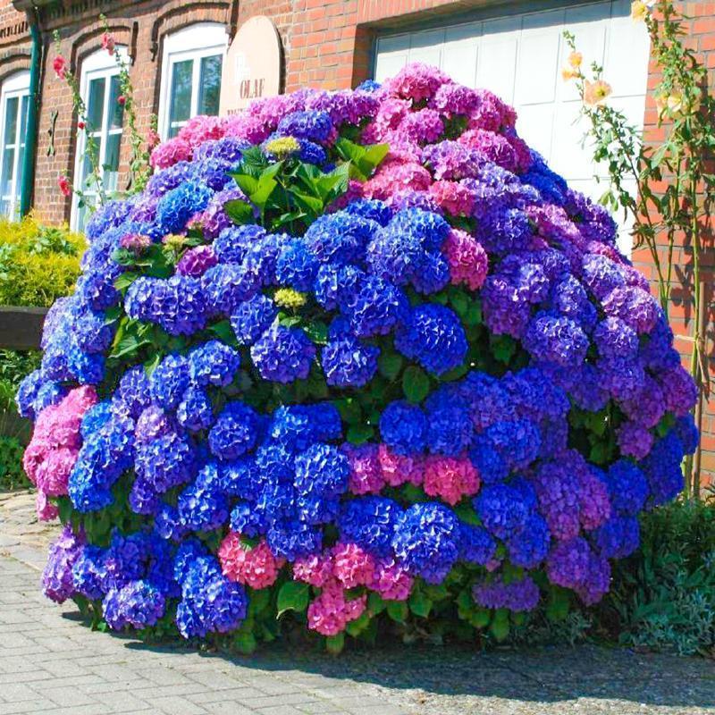Hydrangea Seed - Unlock Nature's Beauty