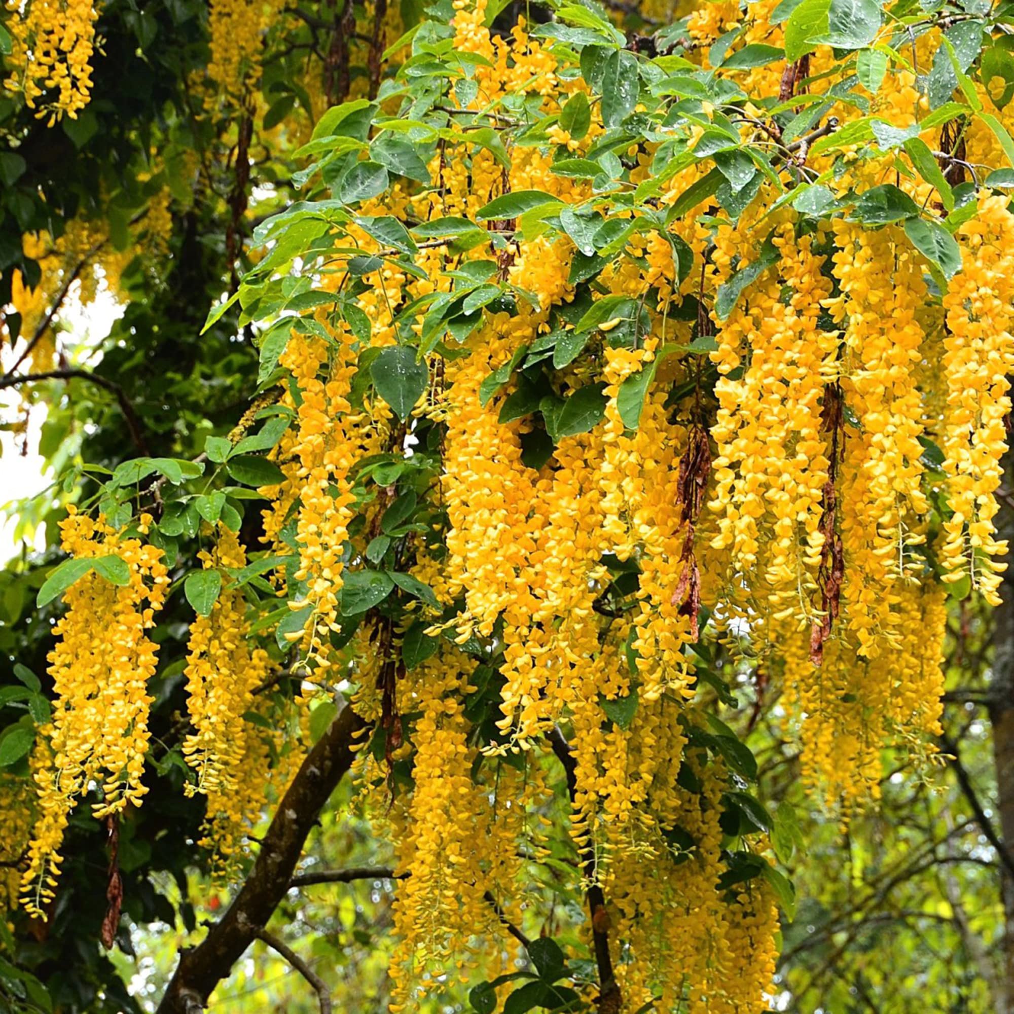 The Queen Of Flowers—Wisteria Flower Seeds