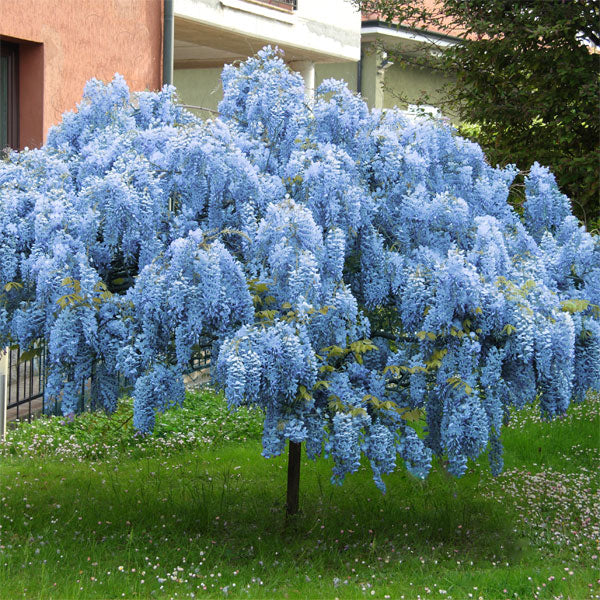 The Queen Of Flowers—Wisteria Flower Seeds