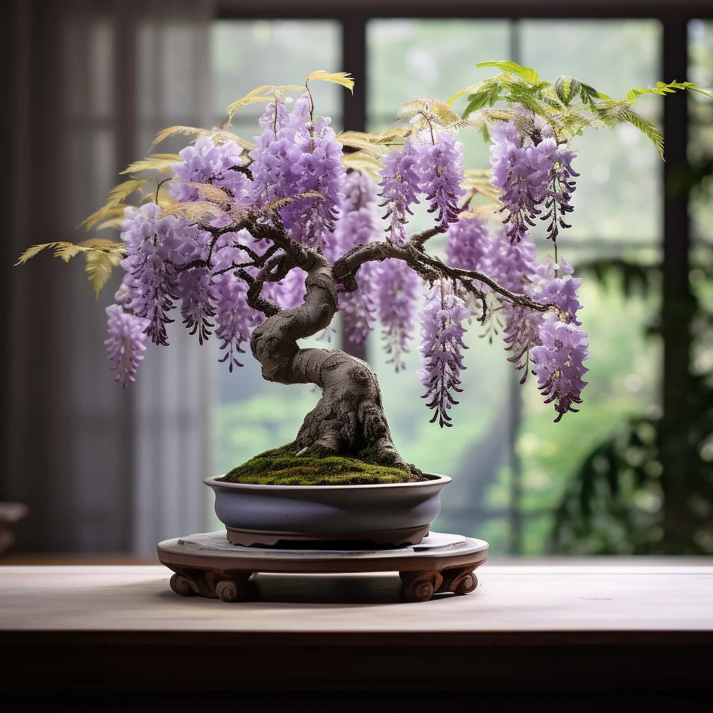 The Queen Of Flowers—Wisteria Flower Seeds