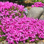 Creeping Phlox Homegrown Seeds