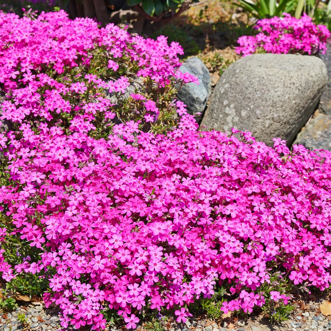 Creeping Phlox Homegrown Seeds