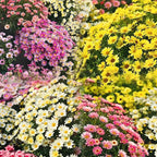 Pest Killer-Pyrethrum Daisy Seeds