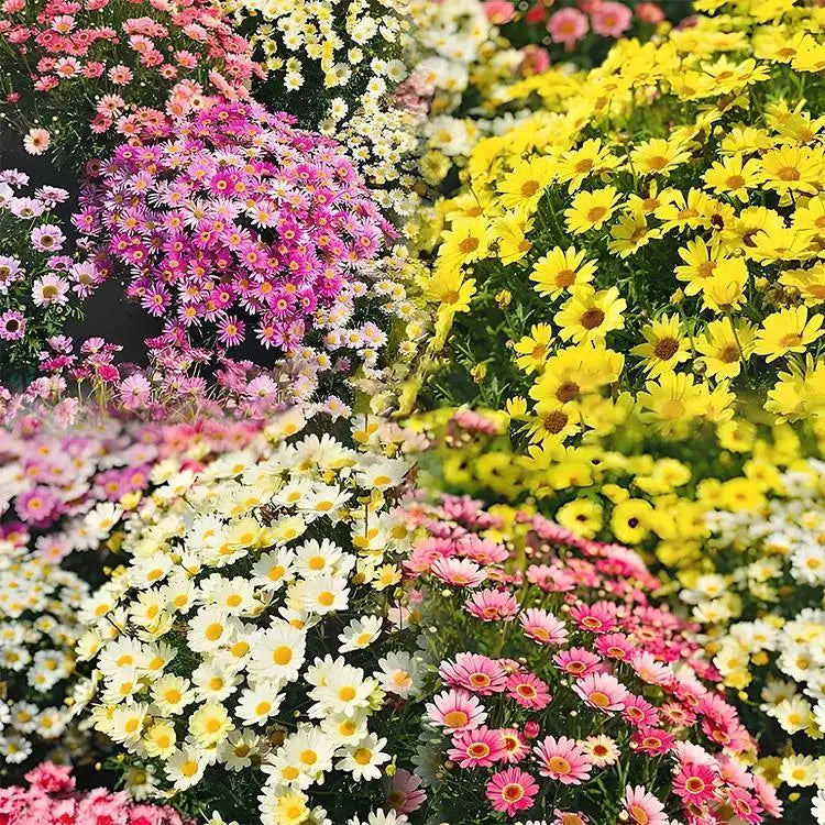 Pest Killer-Pyrethrum Daisy Seeds