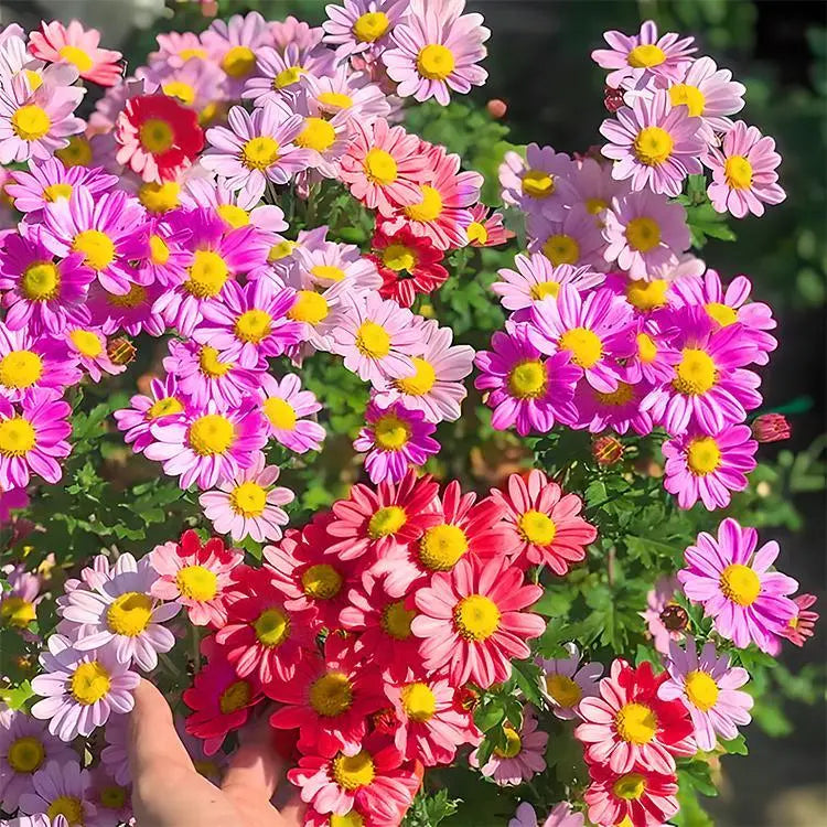 Pest Killer-Pyrethrum Daisy Seeds