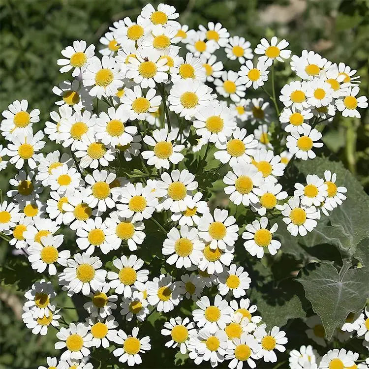 Pest Killer-Pyrethrum Daisy Seeds