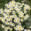 Pest Killer-Pyrethrum Daisy Seeds