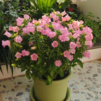 Cup & Saucer Bellflower Seeds – Grow a Real Life Fairy Garden