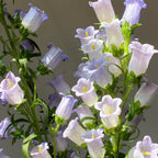 Cup & Saucer Bellflower Seeds – Grow a Real Life Fairy Garden