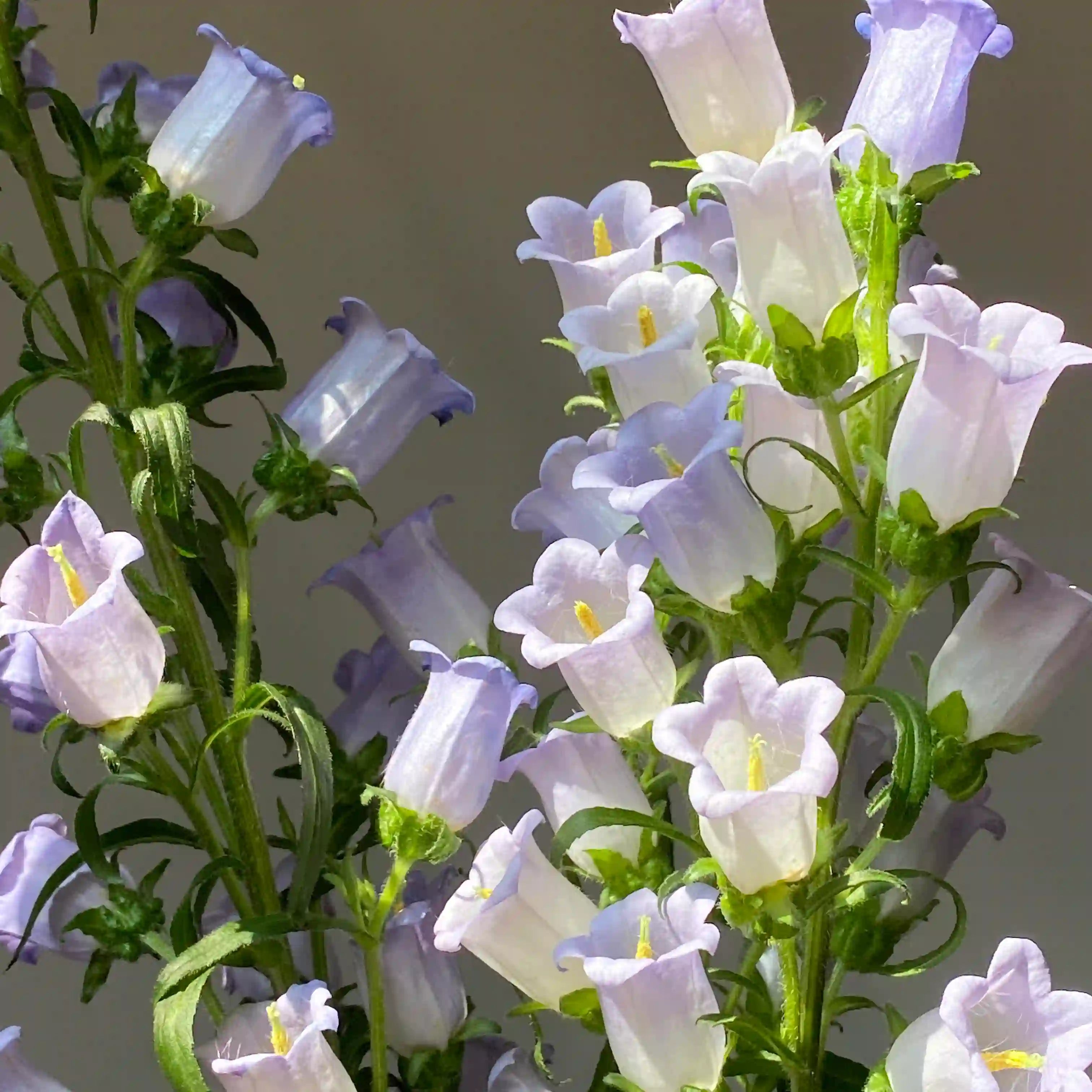 Cup & Saucer Bellflower Seeds – Grow a Real Life Fairy Garden