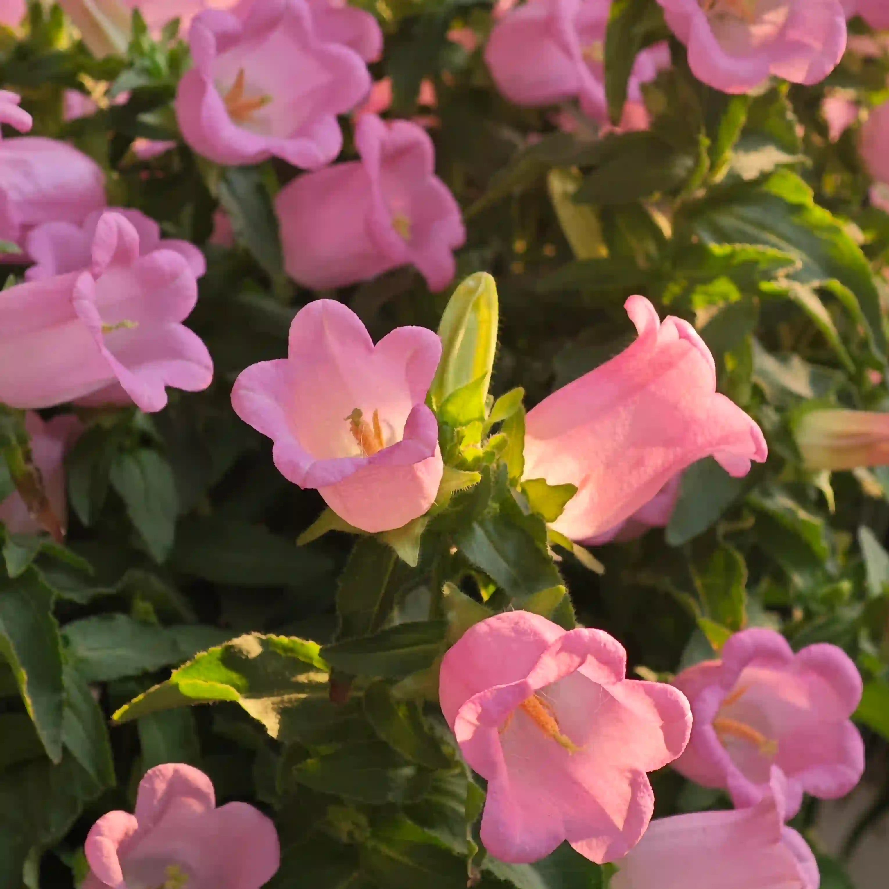 Cup & Saucer Bellflower Seeds – Grow a Real Life Fairy Garden