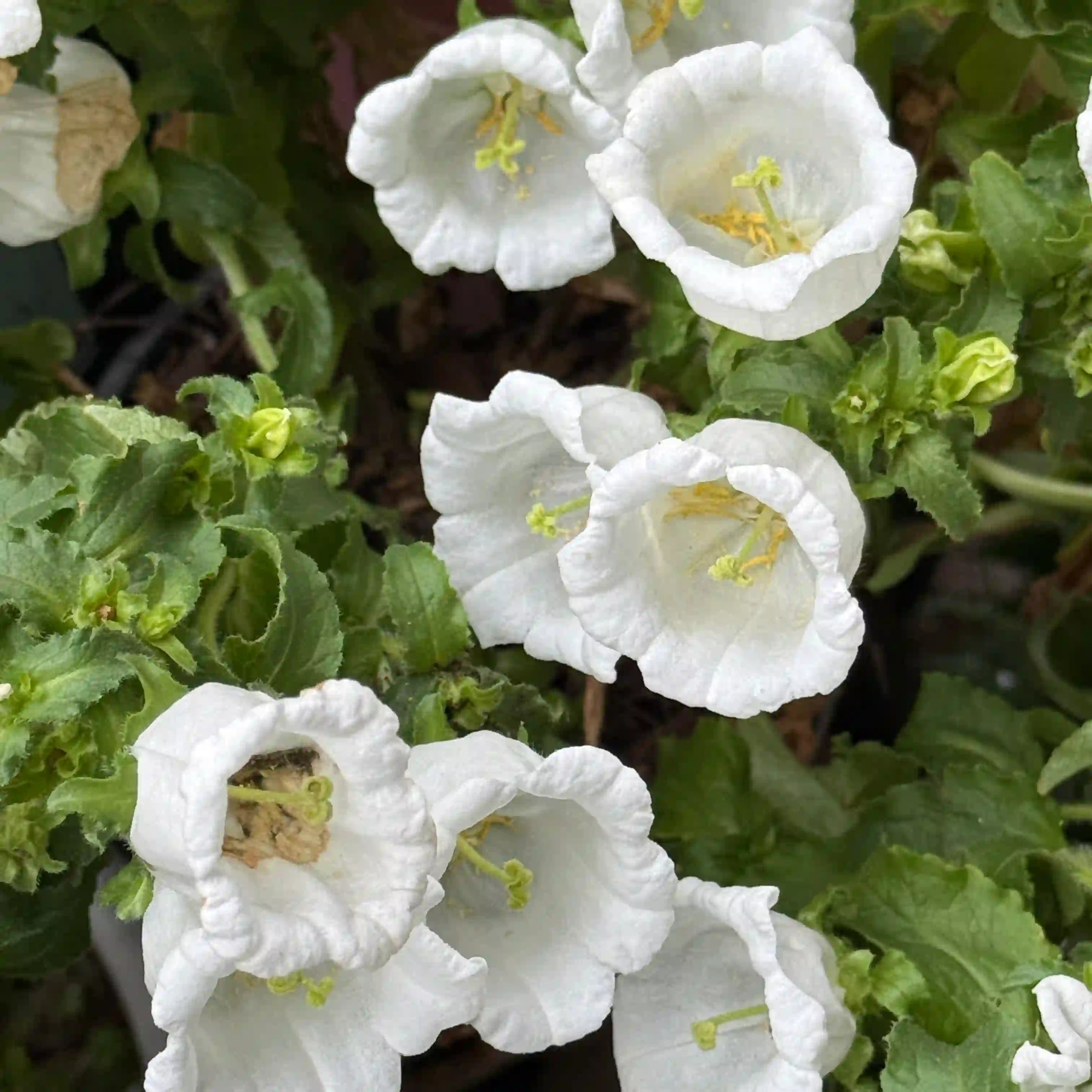 Cup & Saucer Bellflower Seeds – Grow a Real Life Fairy Garden