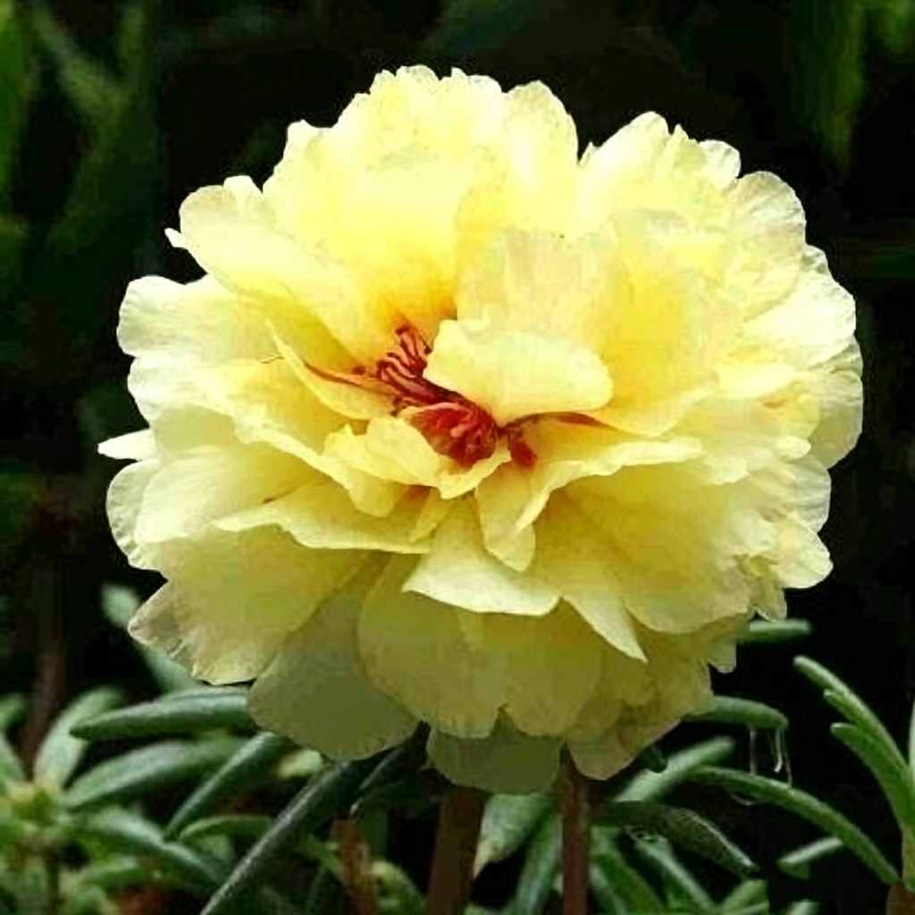🌸 Double Flowered Moss Rose Seeds
