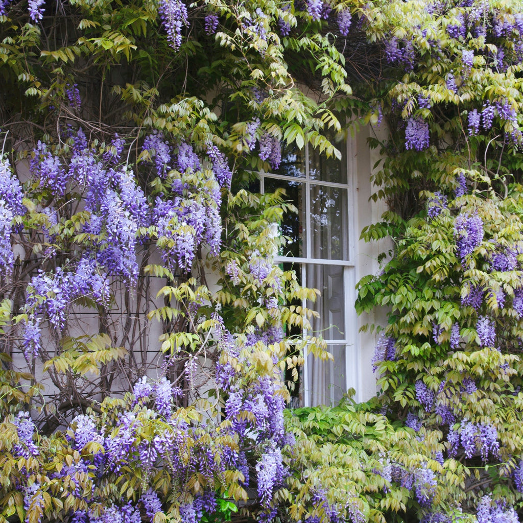 The Queen Of Flowers—Wisteria Flower Seeds