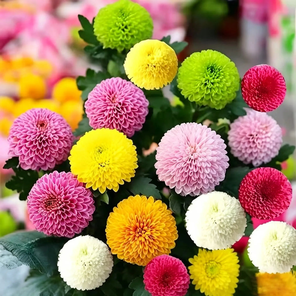 Colorful Ping Pong Chrysanthemum Seeds