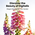 Premium Foxglove Seeds – Elegant Blooms That Transform Your Garden