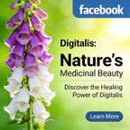 Premium Foxglove Seeds – Elegant Blooms That Transform Your Garden