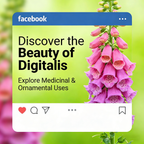 Premium Foxglove Seeds – Elegant Blooms That Transform Your Garden