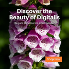Premium Foxglove Seeds – Elegant Blooms That Transform Your Garden