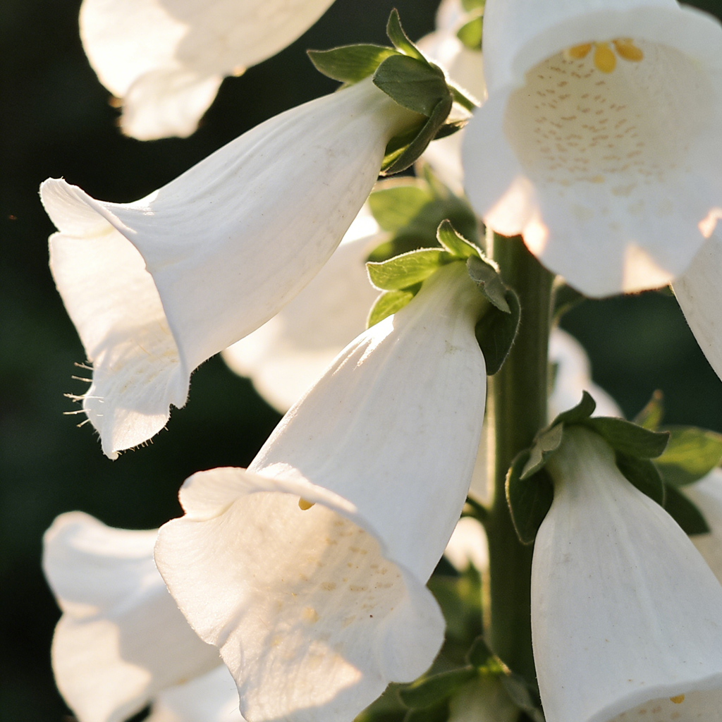 Premium Foxglove Seeds – Elegant Blooms That Transform Your Garden