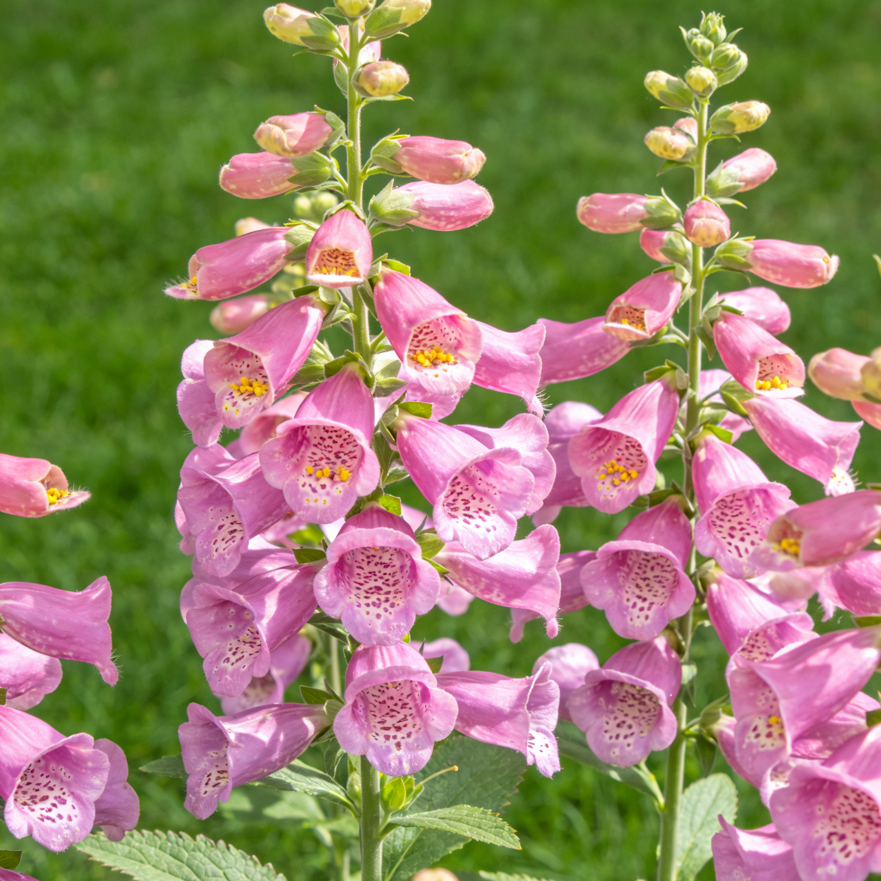 Premium Foxglove Seeds – Elegant Blooms That Transform Your Garden