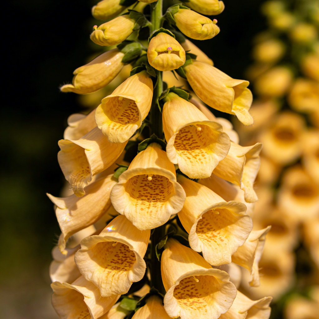 Premium Foxglove Seeds – Elegant Blooms That Transform Your Garden