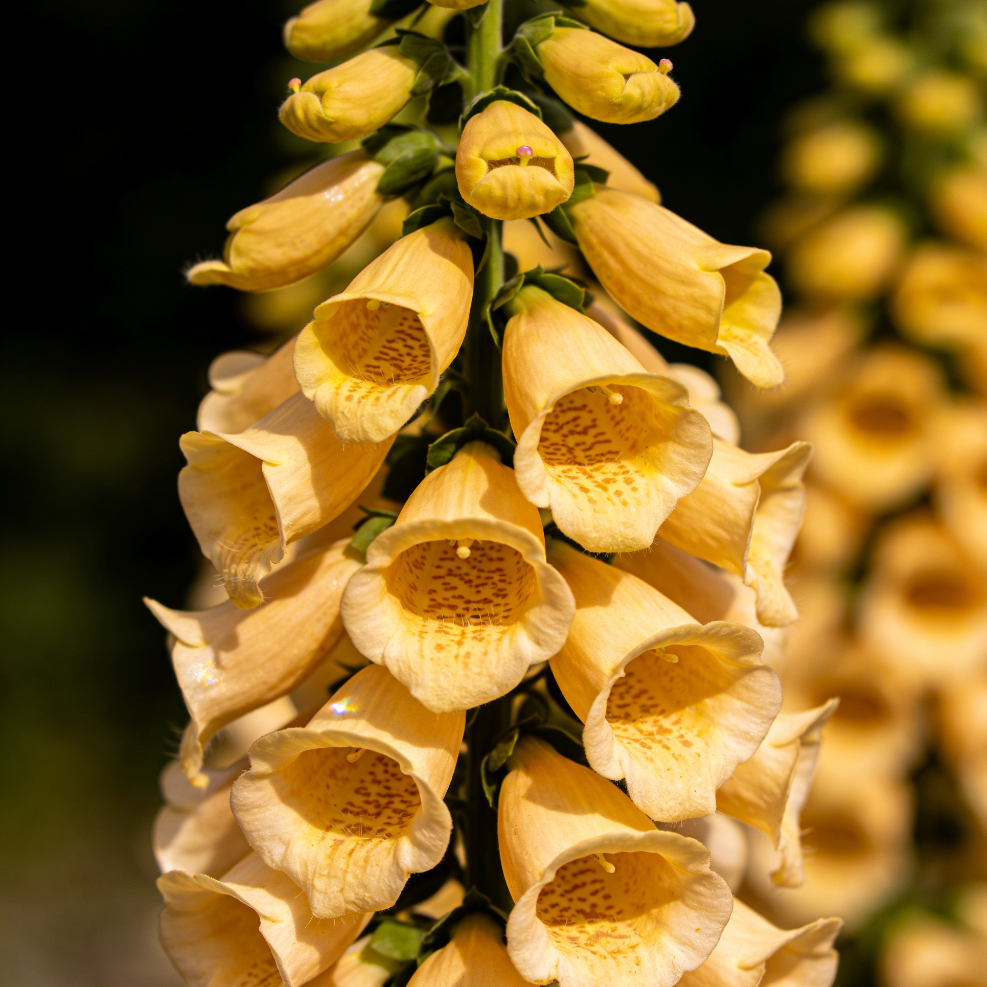 Premium Foxglove Seeds – Elegant Blooms That Transform Your Garden