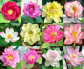 Mixed Color Bonsai Bowl Lotus Seeds for Ornamental Pond and Home Planting
