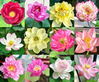 Mixed Color Bonsai Bowl Lotus Seeds for Ornamental Pond and Home Planting