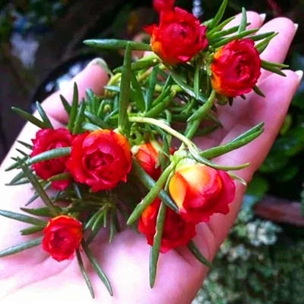 🌸 Double Flowered Moss Rose Seeds