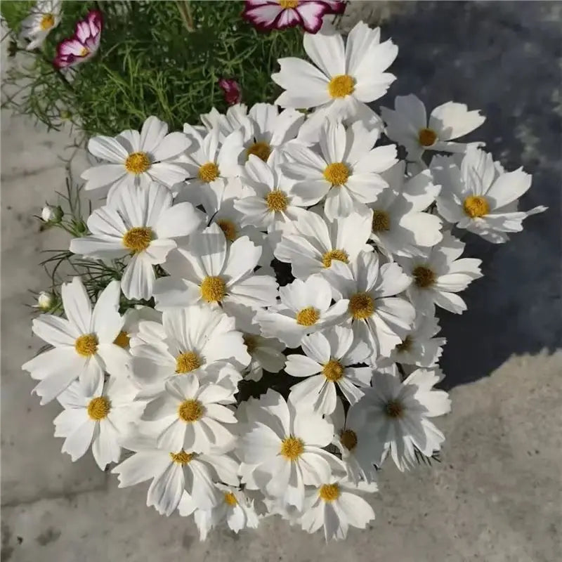 🌺Cosmos Seeds 511 Pcs, Mixed & Single Colors, for Garden & Patioshi