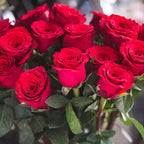 Rare Twin Red White Rose Flower Seeds for Planting - Captivating Blooms Non GMO
