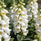 Premium Foxglove Seeds – Elegant Blooms That Transform Your Garden