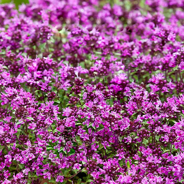 Creeping Thyme Seeds for Four Seasons