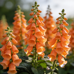 Premium Foxglove Seeds – Elegant Blooms That Transform Your Garden