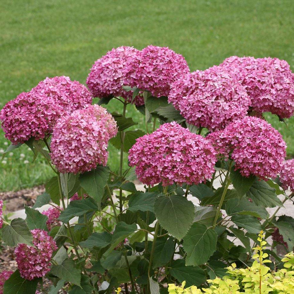 Hydrangea Seed - Unlock Nature's Beauty