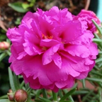 🌸 Double Flowered Moss Rose Seeds