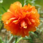🌸 Double Flowered Moss Rose Seeds