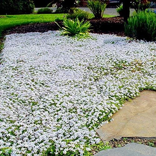 Creeping Thyme Seeds for Four Seasons