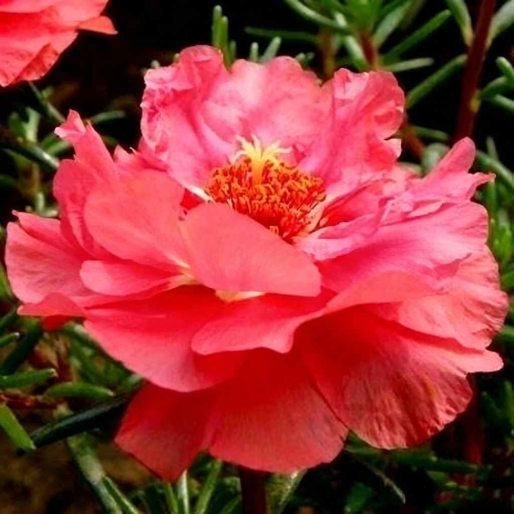 🌸 Double Flowered Moss Rose Seeds