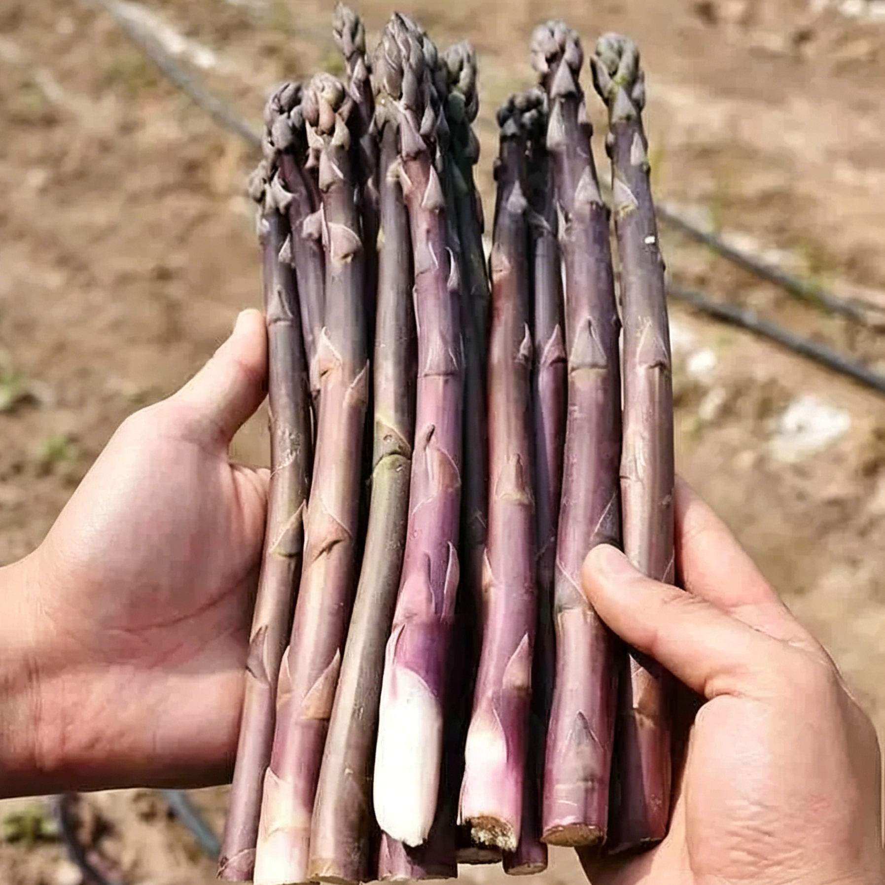 🌿Four Seasons Asparagus Mary Washington Seeds