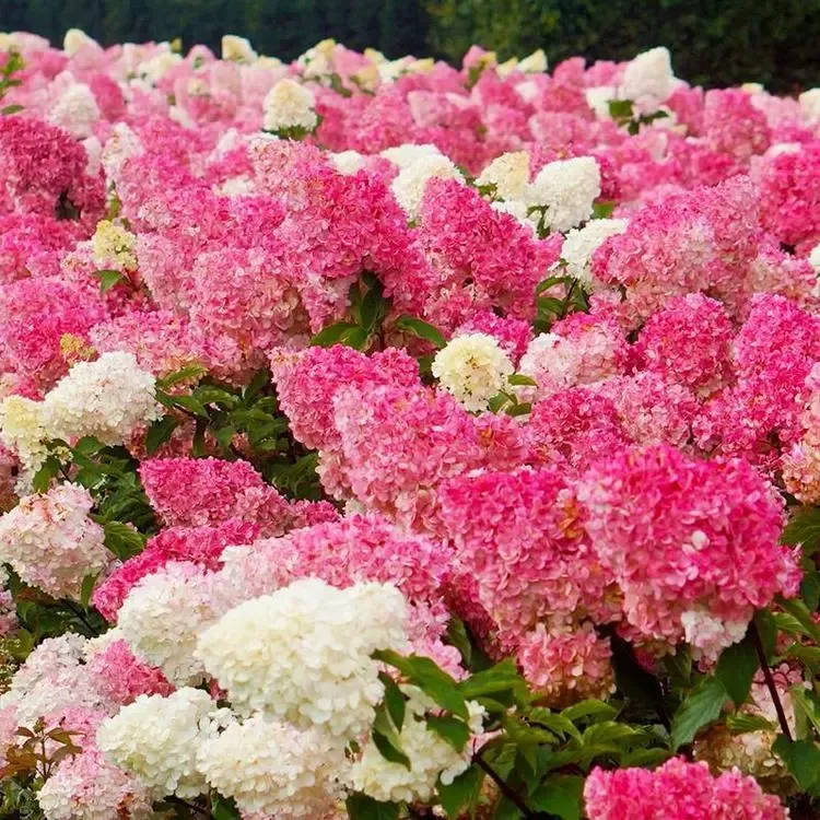 Panicle Hydrangea Flowers Seeds