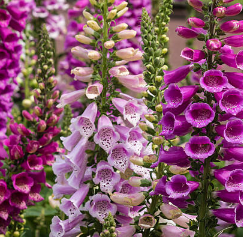 Premium Foxglove Seeds – Elegant Blooms That Transform Your Garden
