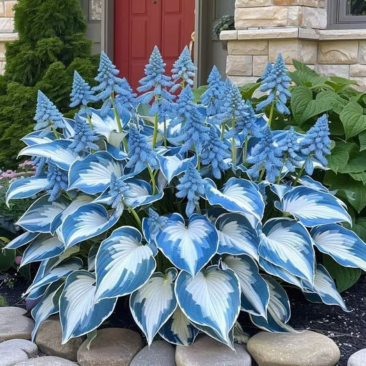 Premium Rare Hosta Seeds-Shade-Tolerant Plant